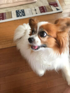 犬_加工前